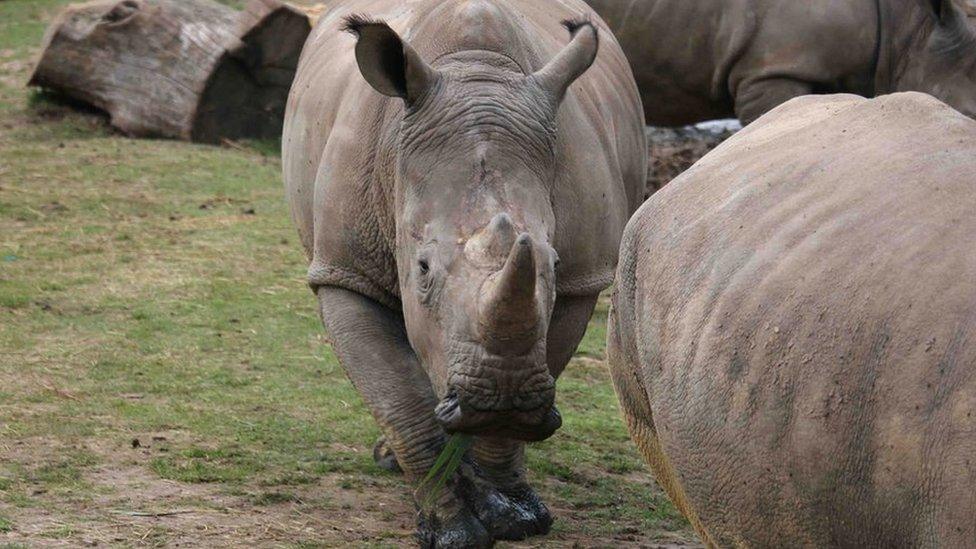 This undated photo provided by the Thoiry zoo shows the rhinoceros Vince, center, at the zoo, west of Paris.