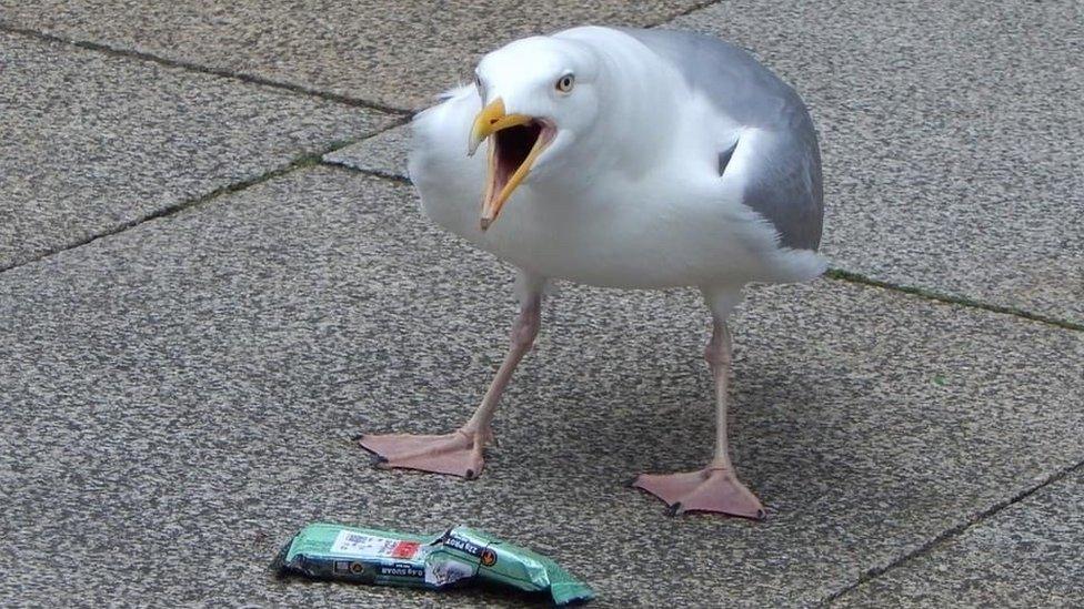 hungry seagull