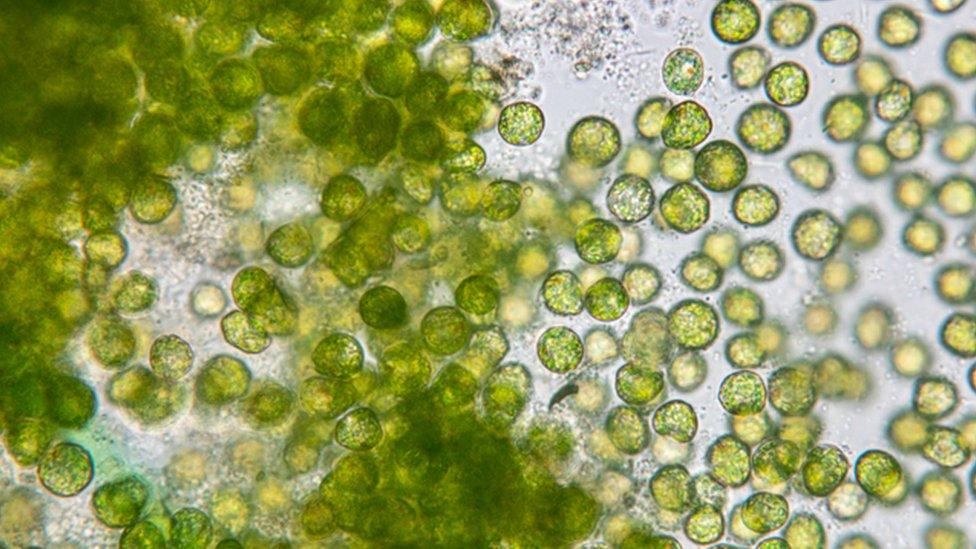 Algae, green blobs