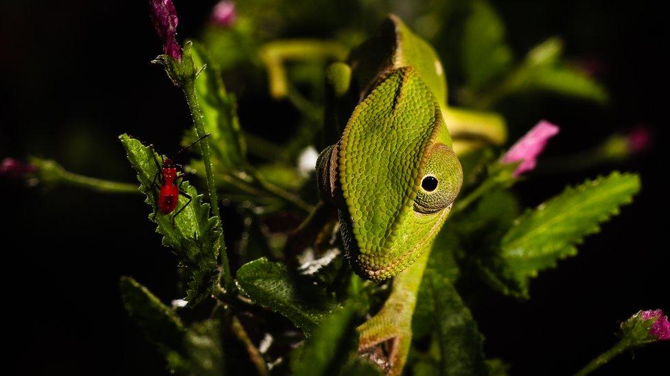 flap-necked chameleon