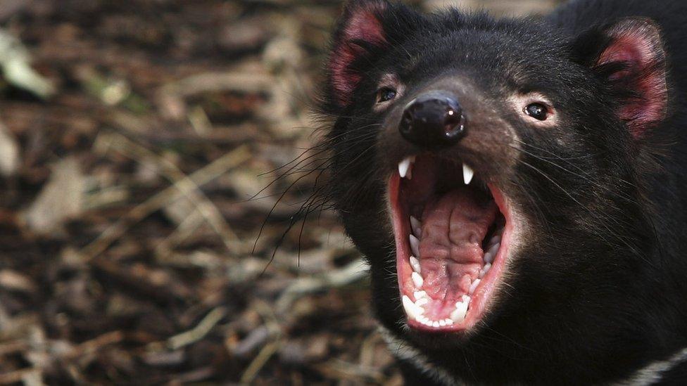 Tasmanian devil