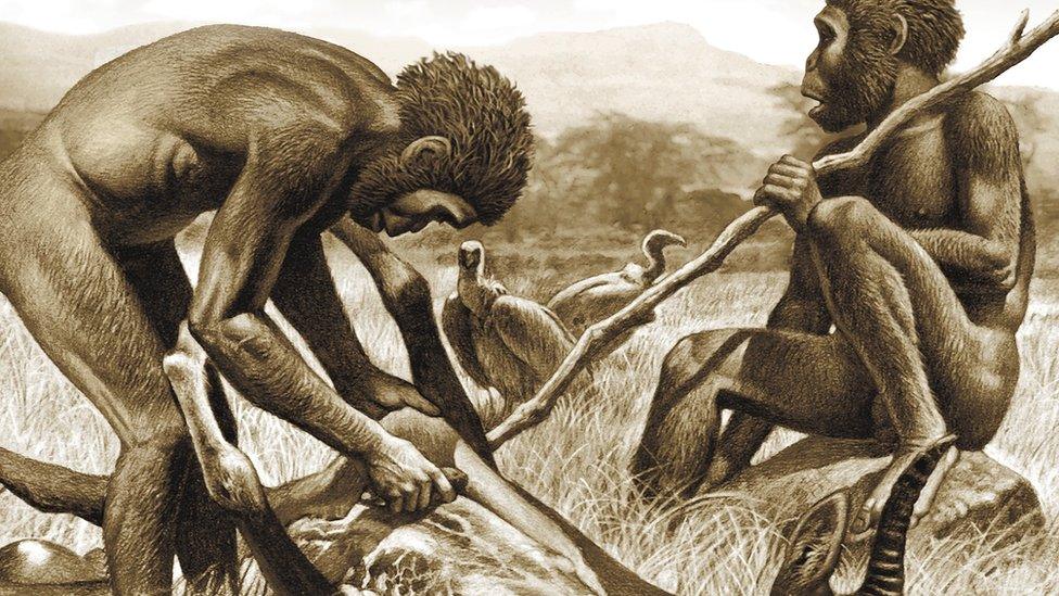 Homo habilis