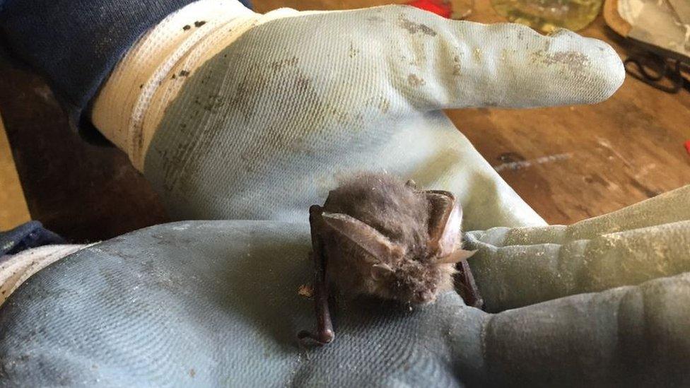 Bat