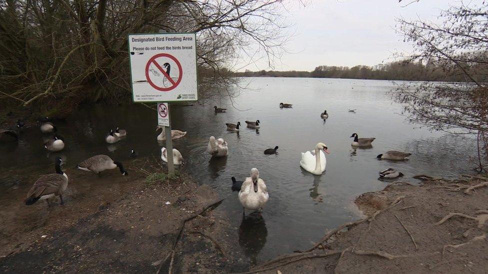 Birds at a lake