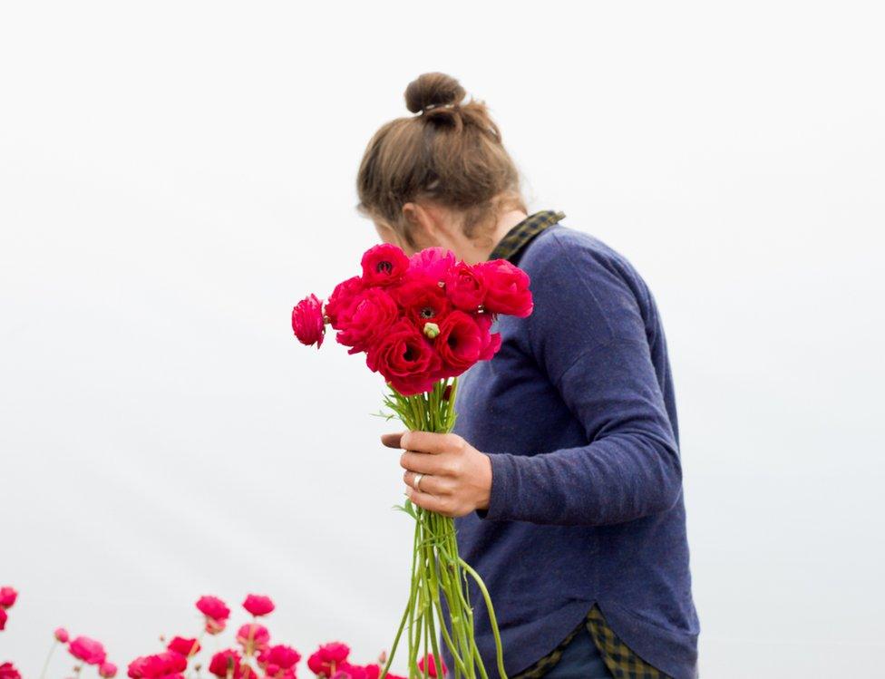 Ranunculus, Picked at Dawn, North Yorkshire