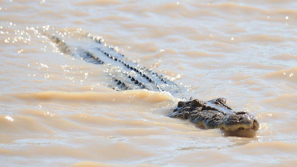 A crocodile swims in a river near Darwin in Australia's Northern Territory