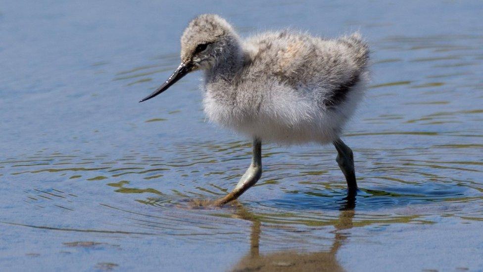 An Avocat chick exploring shallow waters