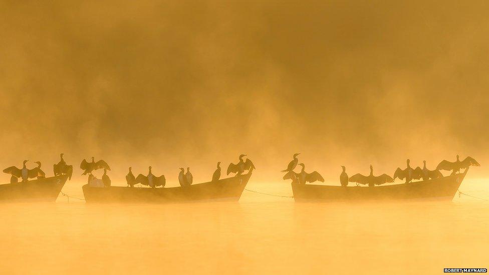 black cormorants