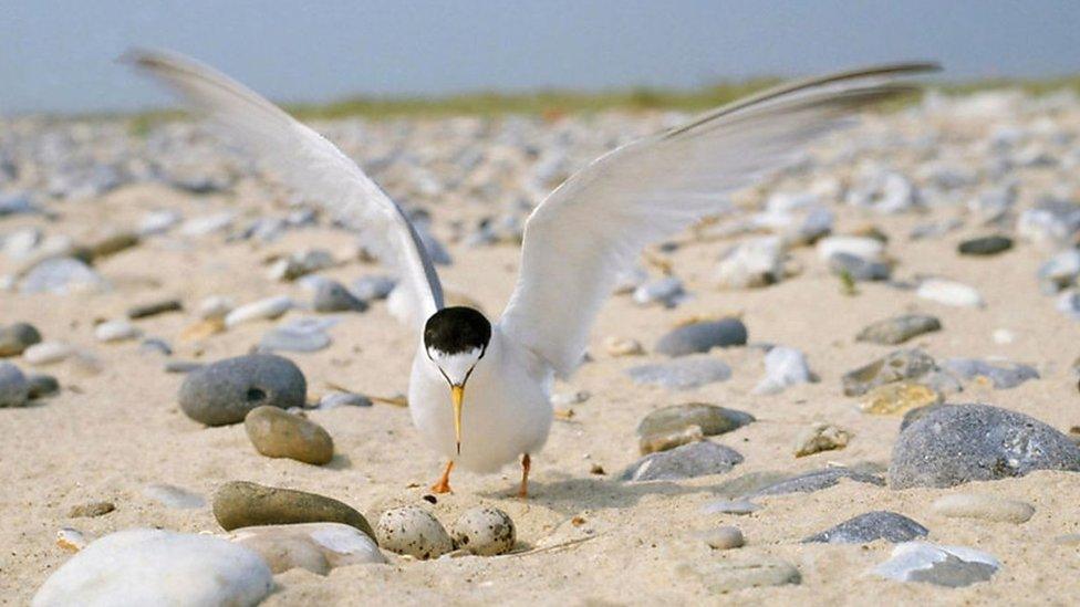 Little tern