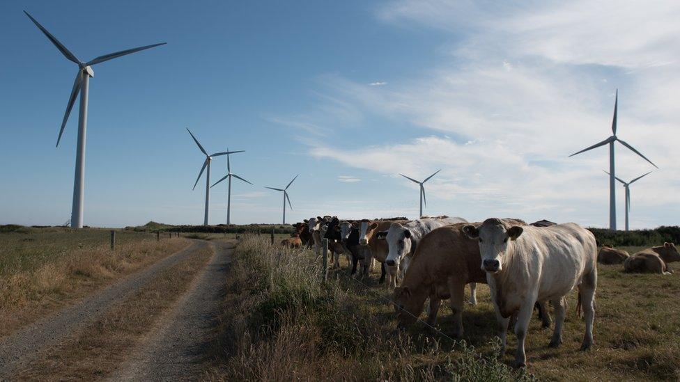 Wind turbines and cows