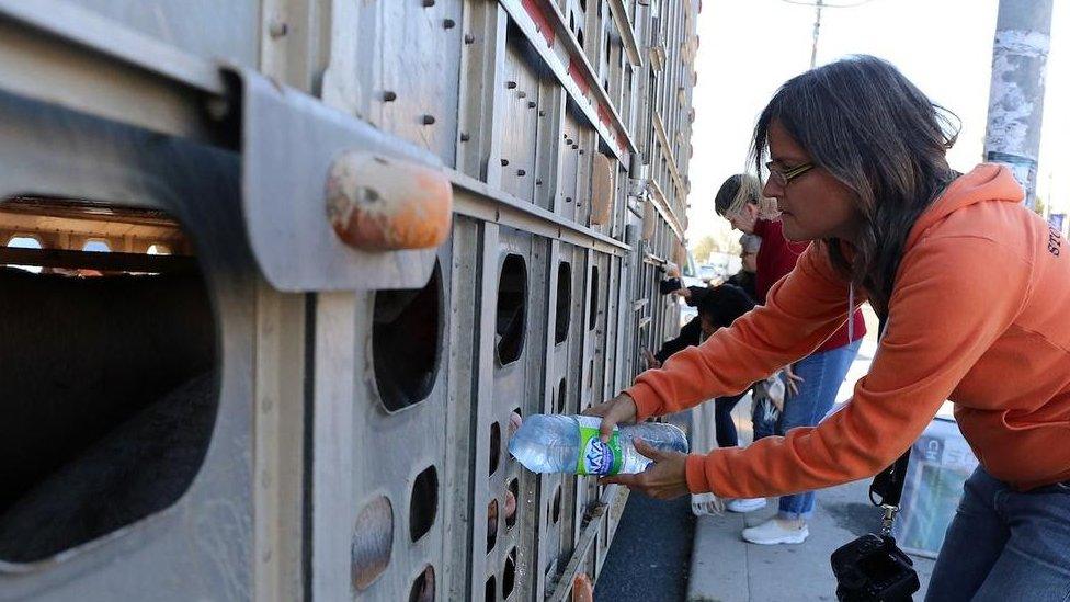 Animal rights activist Anita Krajnc giving water to pigs