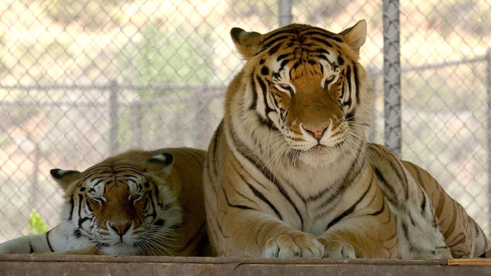 Michael Jackson's tigers at the Shambala Preserve