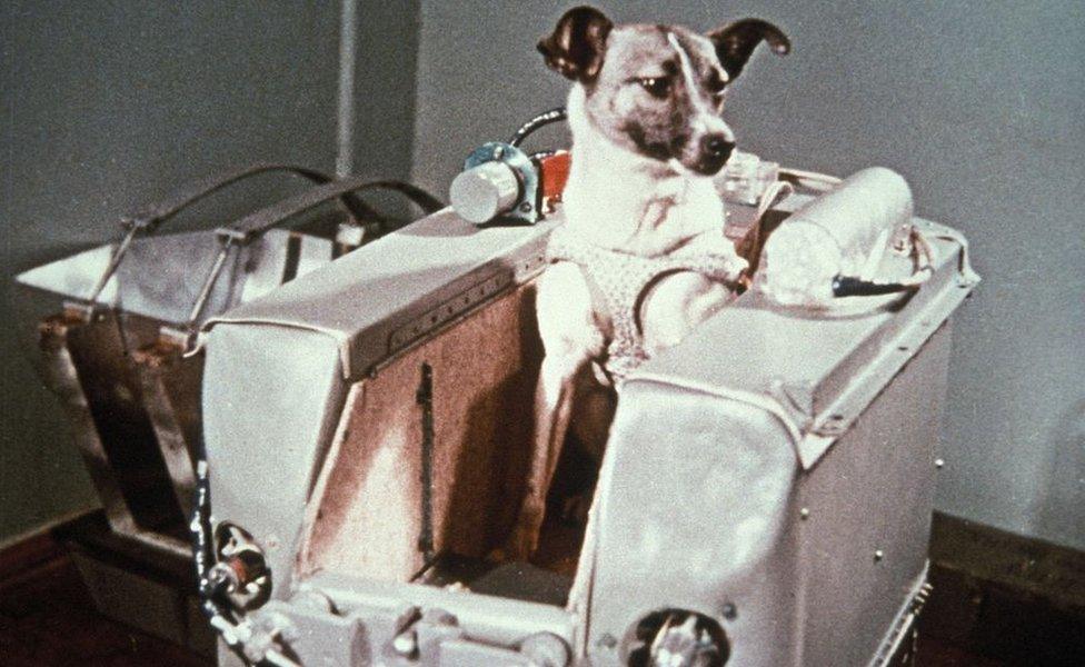 Laika, the first dog in space, in the sputnik 2 capsule.