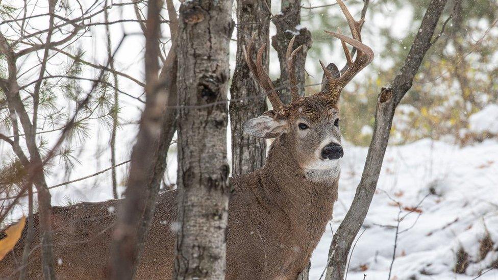 Three antler deer