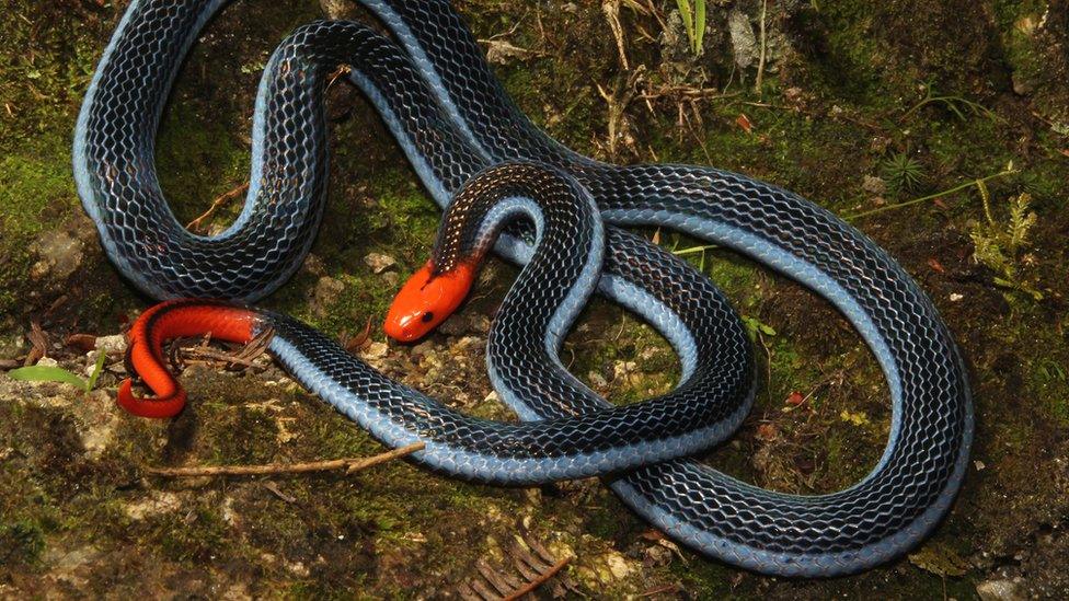 Long-glanded blue coral snake