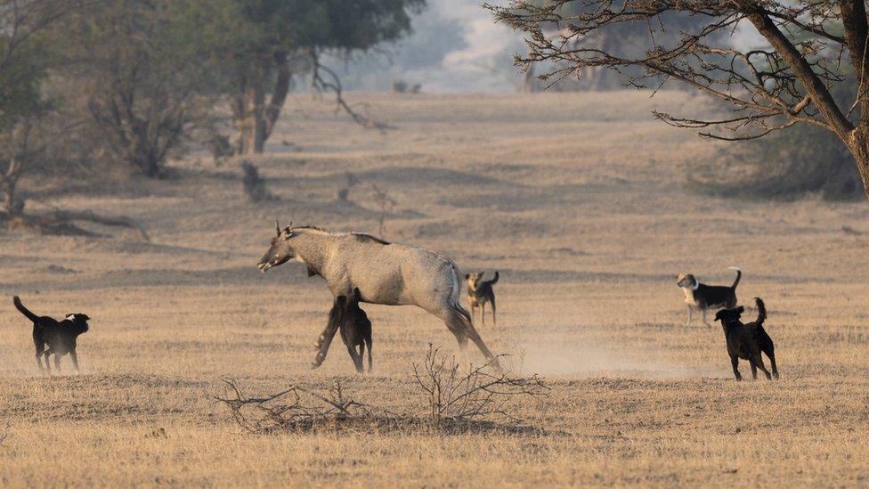 A blue bull is attacked by free-ranging dogs in Rajasthan state of India