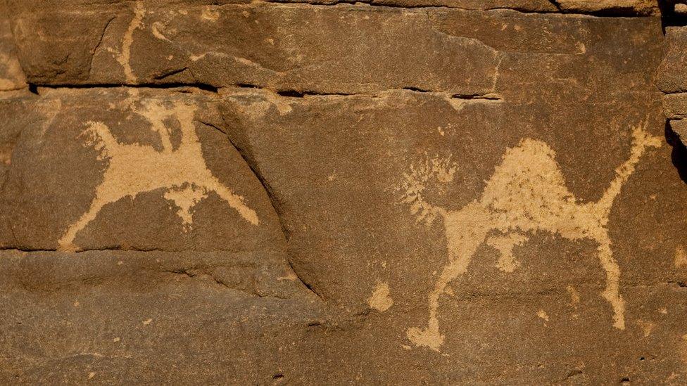 A petroglyph of camels in Saudi Arabia