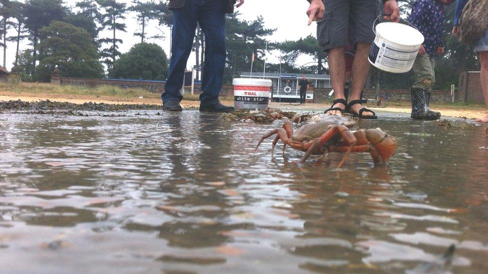 Crabbers at Bawdsey