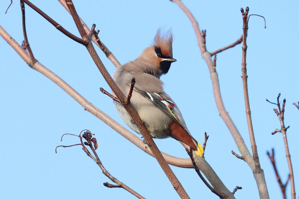 Waxwing