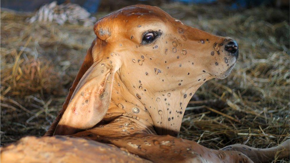 Lumpyskin disease that occurs in cows. The calf has lumpyskin, causing lesions of the skin all over the body.