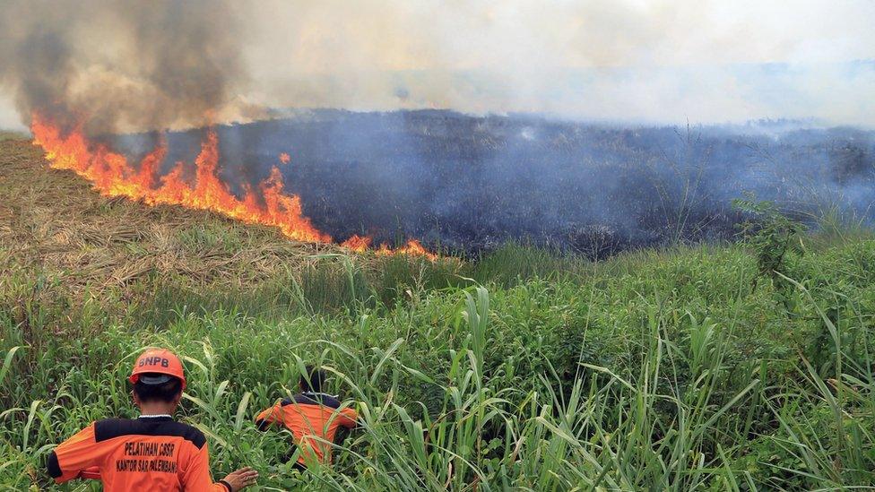 Firemen work to contain burning wildfires in South Sumatra, Indonesia on Saturday, 5 September, 2015