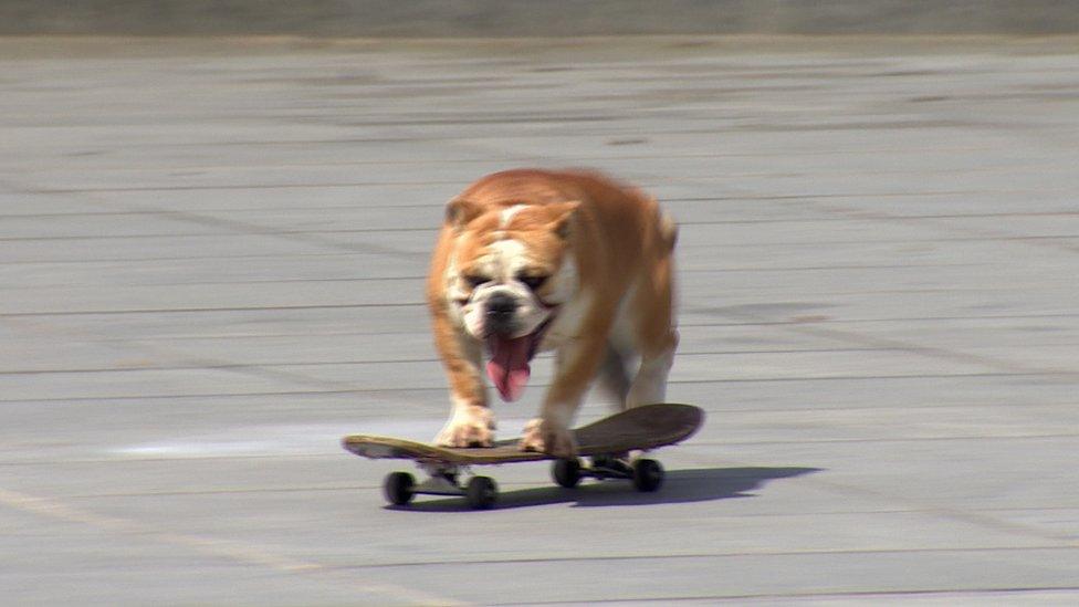 Victor the skateboarding bulldog