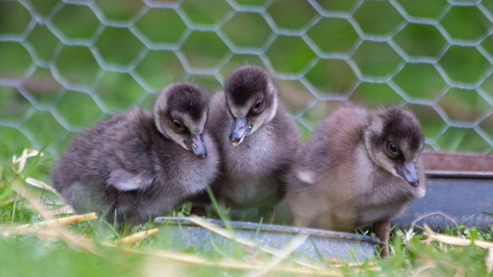 3 Nēnē goslings