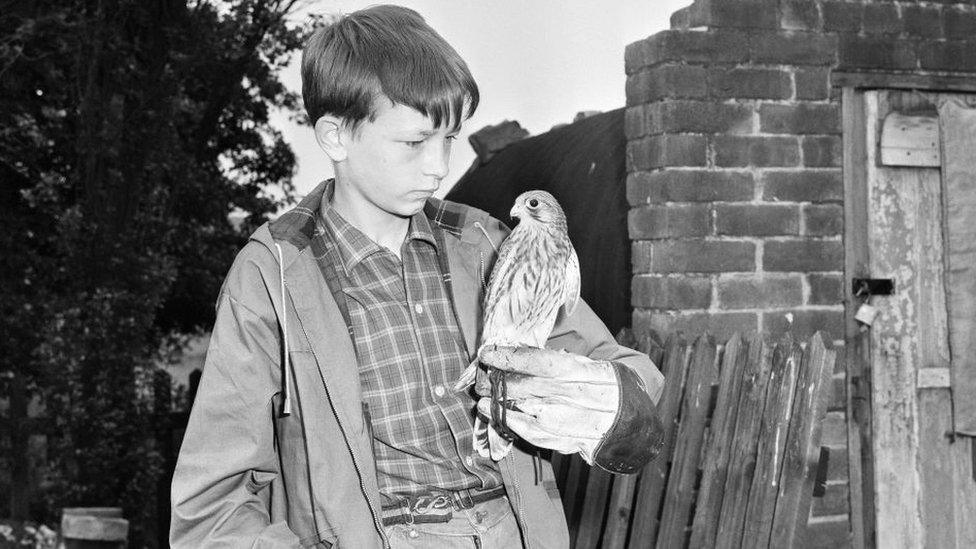 David Bradley with kestrel