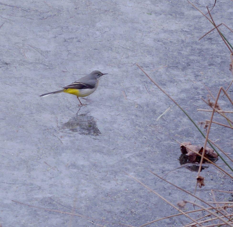 A small bird on top of some frozen ice