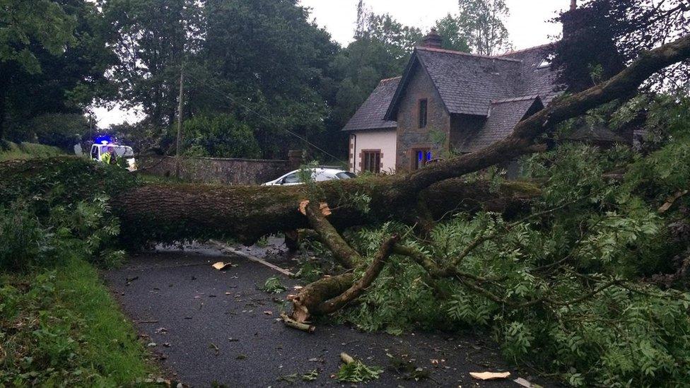 Fallen tree near the Haugh of Urr