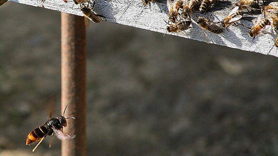 Asian hornet attacking bees