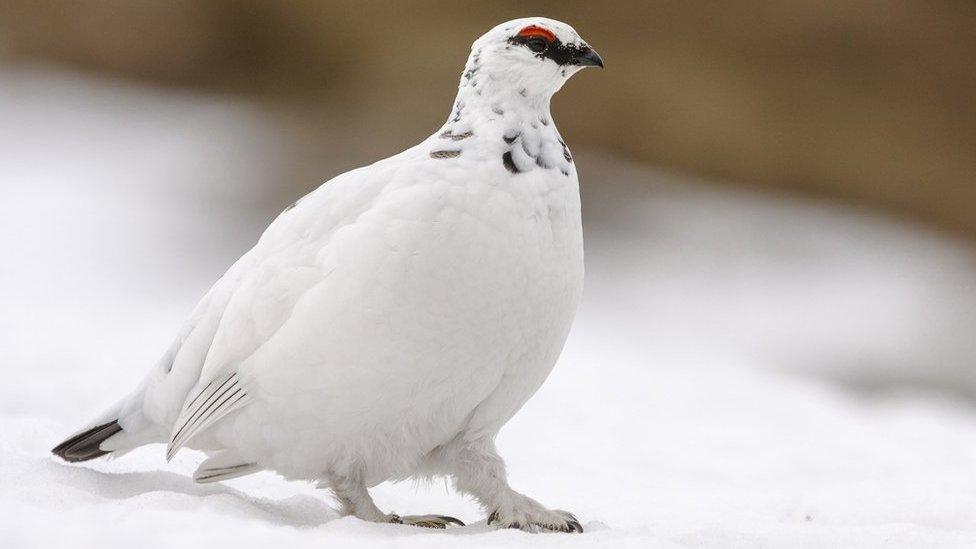 Ptarmigan