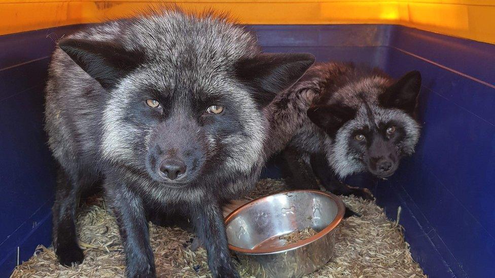 Black foxes