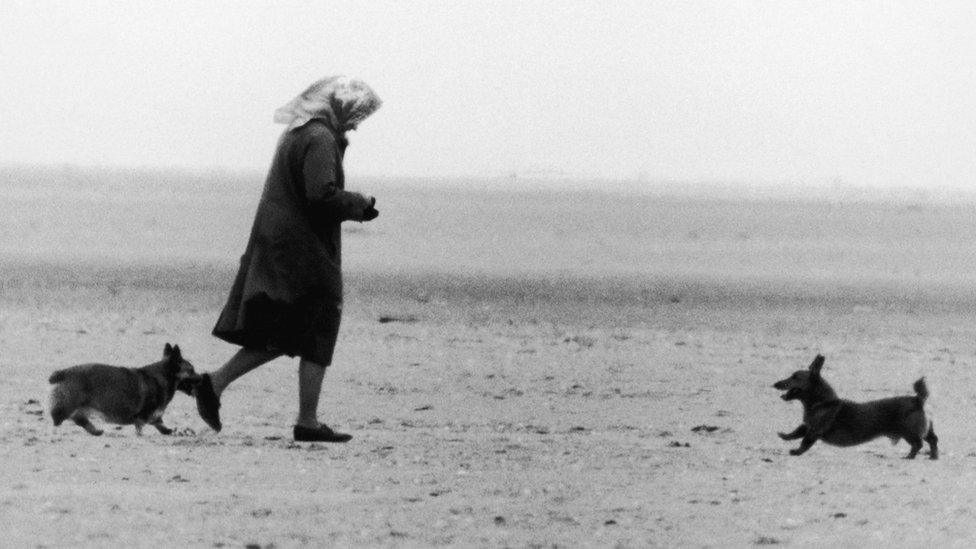 Her Majesty Queen Elizabeth II walking two of her corgis on the beach near Sandringham, Norfolk. 27th July 1984. (Photo by Alisdair MacDonald/Mirrorpix/Getty Images)