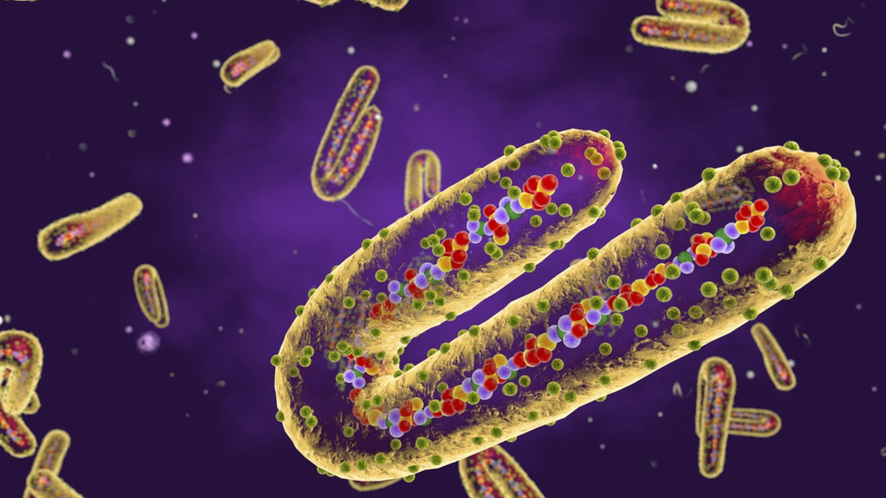 Microscope image of Marburg virus