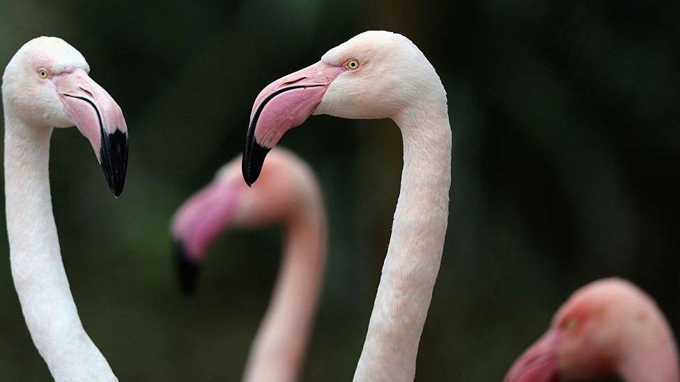 Flamingos