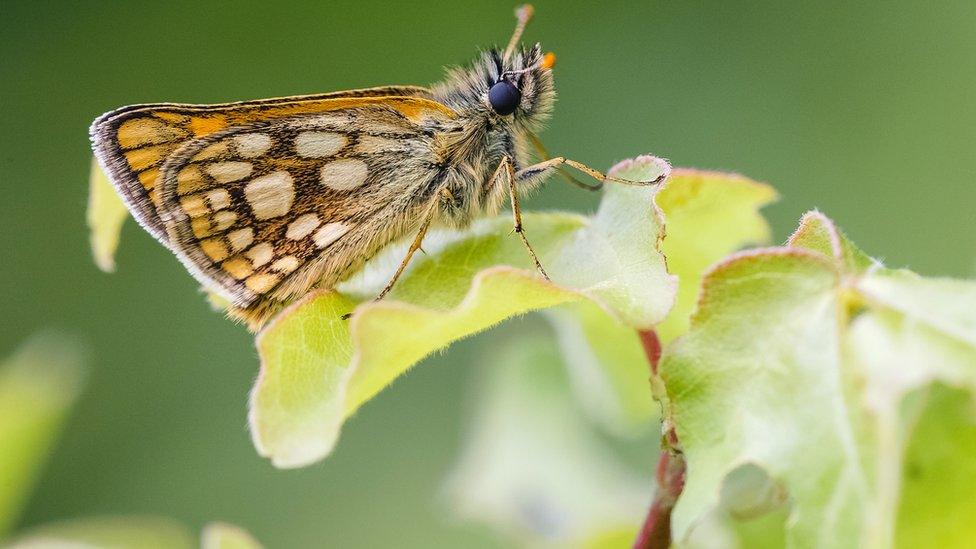 Chequered Skipper