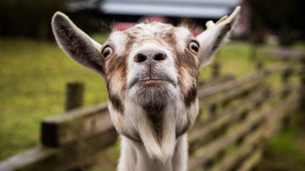 Cheeky goat