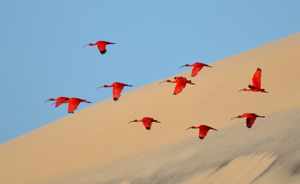 Flight of the scarlet ibis