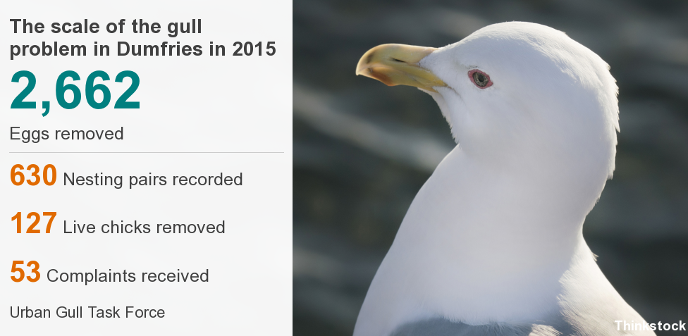 Gull graphic