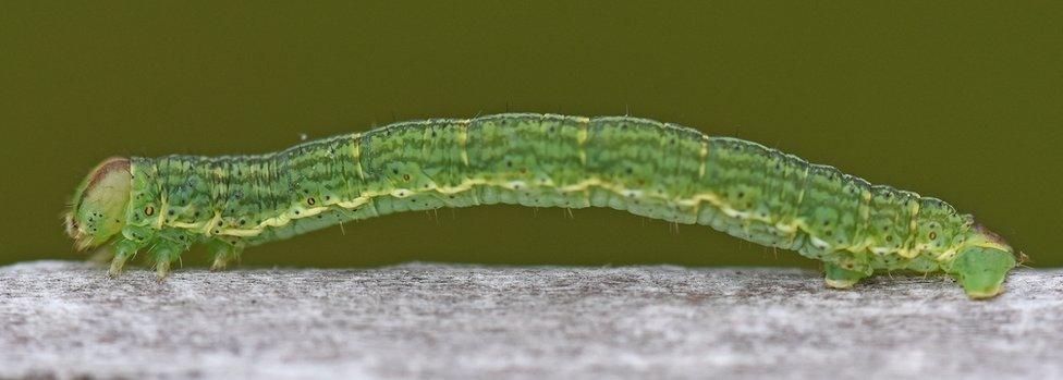 Caterpillar