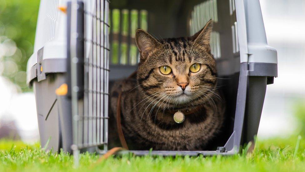 A cat in a basket