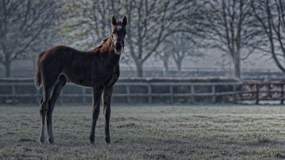 Foal at National Stud