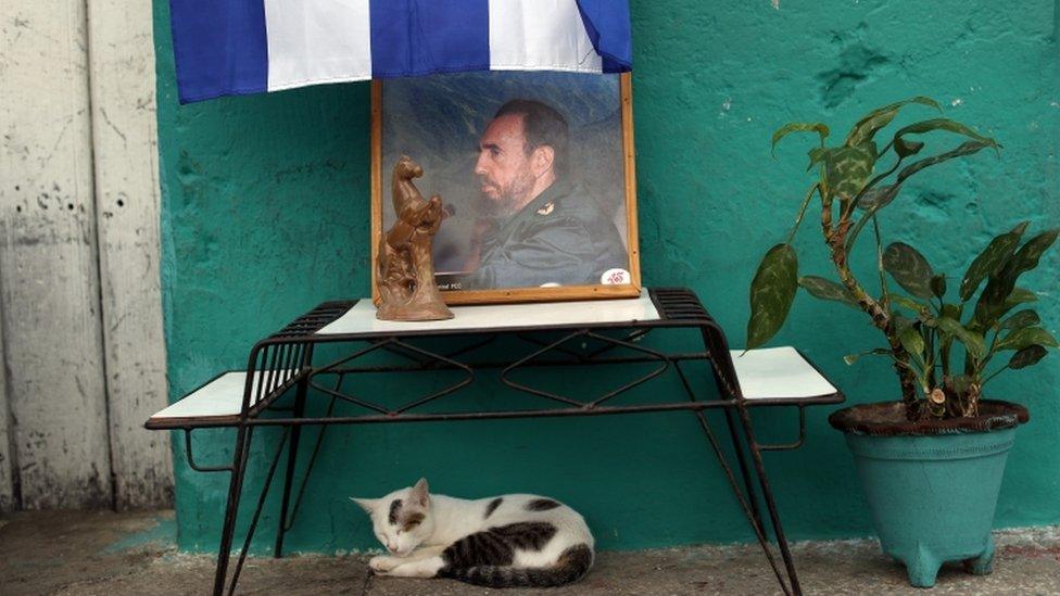 A cat takes a nap beneath a portrait of late Cuban leader Fidel Castro