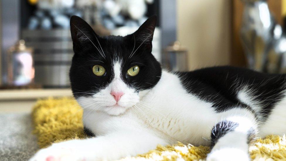 Zebby, a black and white cat