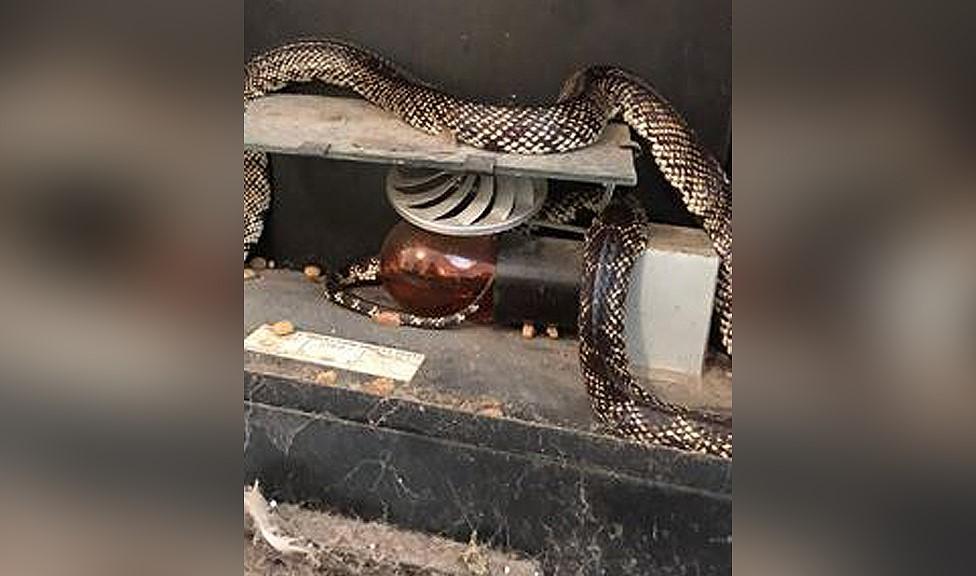 Desert kingsnake curled on fire