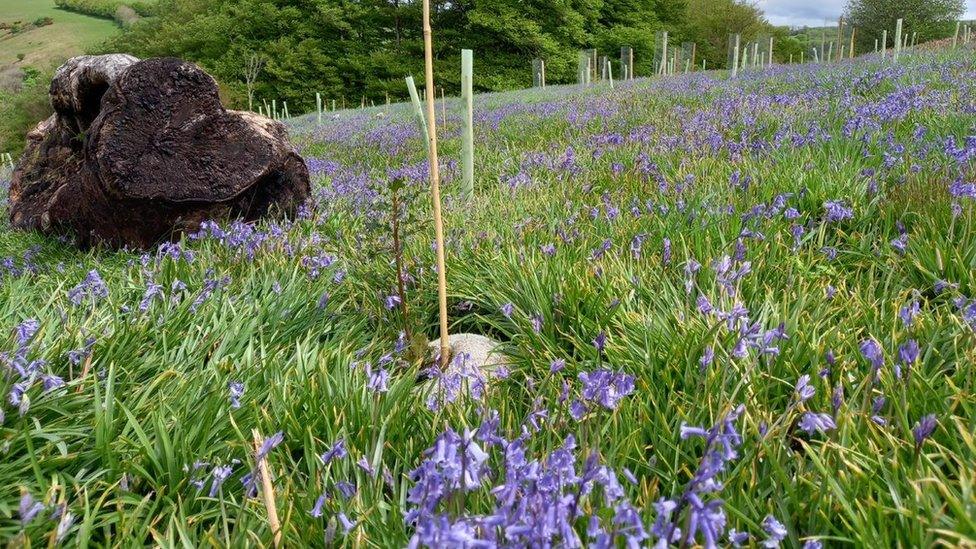 Bluebells at Bye Wood on Exmoor