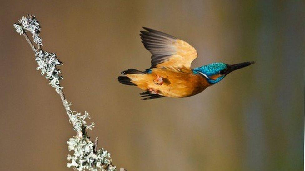 A kingfisher flying at WWT Slimbridge