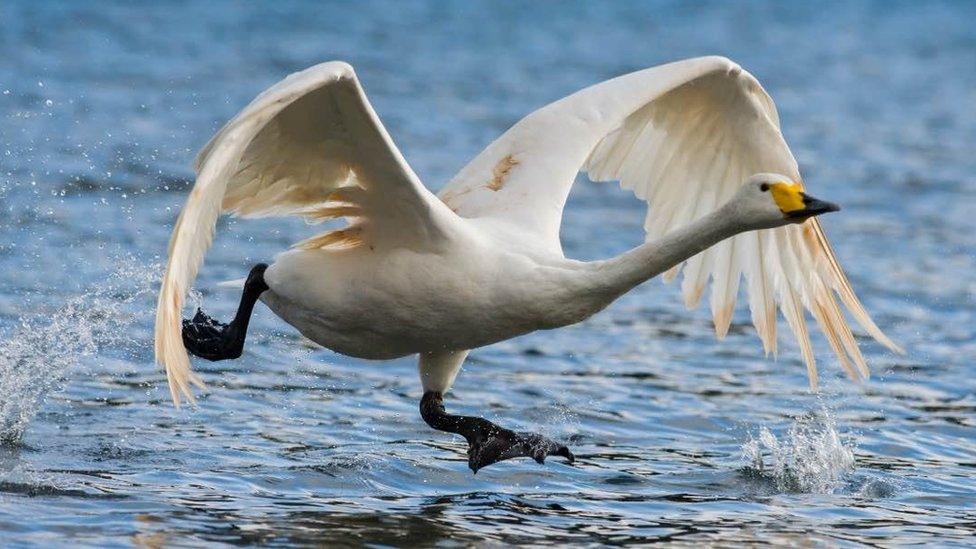 Whooper swan