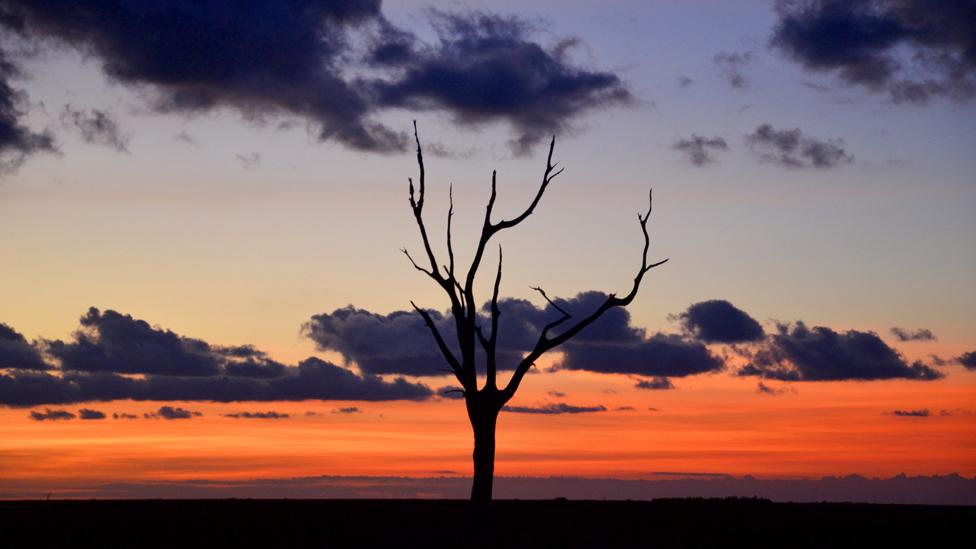 Skeleton tree at dusk